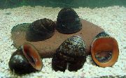 ყავისფერი მოლუსკები წითელი ტუჩები Snail (Nerritina sp.) ფოტო