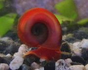 sarkans ēdamais gliemezis Ramshorn Gliemezis (Planorbis corneus) foto