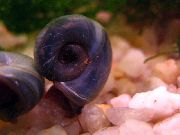 liath clam Ramshorn Seilide (Planorbis corneus) grianghraf