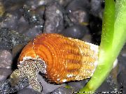 grå mussla Kanin Snigel Tylomelania (Tylomelania towutensis) foto