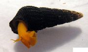 წითელი მოლუსკები კურდღლის Snail Tylomelania (Tylomelania towutensis) ფოტო