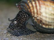 бежевий молюск Тіломеланія (Равлик-Кролик) (Tylomelania towutensis) фото