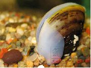 beige mollusco D'acqua Dolce Vongole (Corbicula fluminea) foto