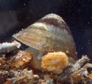 Limpet Abhainn beige clam