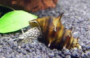 brun mussla Brotia Pagodula  foto
