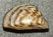 breac clam Diúilicín Riabhach (Dreissena polymorpha) grianghraf