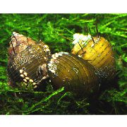 жут шкољка Hairly Snail (Thiara cancellata) фотографија