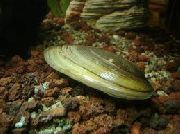 verde mollusco Cozze Del Pittore (Unio pictorum) foto