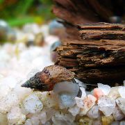 коричневий молюск Меланія Граніфера (Melanoides granifera) фото