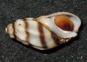 ριγέ αχιβάδα Melanopsis Costata (Melanopsis-costata) φωτογραφία
