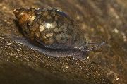 Physa 褐色 蛤