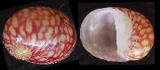 rosso mollusco Fiume Nerite Theodoxus (Theodoxus fluviatilis) foto