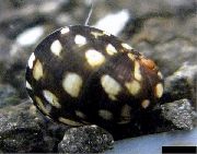 must Merekarp Jõe Nerite Theodoxus (Theodoxus fluviatilis) foto