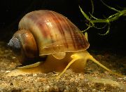 браон шкољка Mystery Snail, Apple Snail (Pomacea bridgesii) фотографија