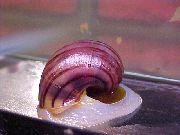 Ампулярия (Яблучна Равлик) рожевий молюск