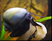 плава шкољка Mystery Snail, Apple Snail (Pomacea bridgesii) фотографија