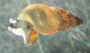 beige mollusco Nuovo Fango Lumaca Zelanda (Potamopyrgus antipodarum) foto