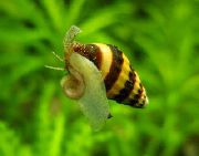 刺客蜗牛，蜗牛吃蜗牛 条纹 蛤