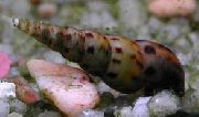 beige palourde Escargots Trompette Malaisiens (Melanoides tuberculata) photo