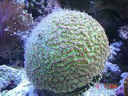 aquarium sea coral Goniastrea  Goniastrea  green