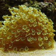 amarillo Maceta De Coral (Goniopora) foto