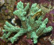 grønn Horn Korall (Furry Koraller) (Hydnophora) bilde