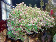 aquarium sea coral Hammer coral (Torch coral, Frogspawn Coral) Euphyllia  green