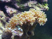 aquarium sea coral Hammer coral (Torch coral, Frogspawn Coral) Euphyllia  yellow