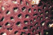 ruskea Ananas Koralli (Kuu Koralli) (Favites) kuva