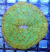grønn Plate Korall (Sopp Koraller) (Fungia) bilde