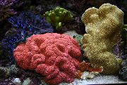 rød Fligede Hjerne Koral (Åben Hjerne Koral) (Lobophyllia) foto