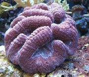 purper Gelobde Brain Coral (Open Brain Coral) (Lobophyllia) foto