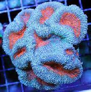 aquarium sea coral Lobed brain coral (Open brain coral) Lobophyllia  light blue
