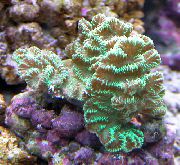 зелена Merulina Coral  фотографија