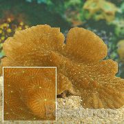 gul Merulina Korall  bilde