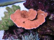Montipora Värillinen Koralli punainen