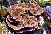 褐色 蔷薇色的珊瑚 (Montipora) 照片