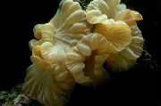 aquarium sea coral Fox coral (Ridge coral, Jasmine coral) Nemenzophyllia turbida yellow
