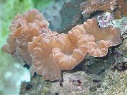 rožnat Lisica Koral (Greben Coral, Jasmin Coral) (Nemenzophyllia turbida) fotografija
