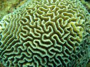 Platygyra Coral zelen