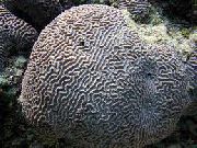 aquarium sea coral Platygyra Coral Platygyra  grey