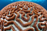 aquarium sea coral Platygyra Coral Platygyra  brown