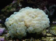 aquarium sea coral Bubble coral Plerogyra  white