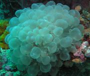 ljusblå Bubbla Korall (Plerogyra) foto