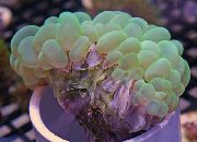 aquarium sea coral Bubble coral Plerogyra  green