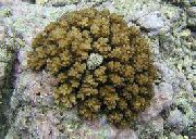 marrón Coliflor Coral (Pocillopora) foto