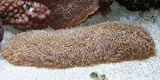 brun Tunge Koral (Tøffel Coral) (Polyphyllia talpina) foto