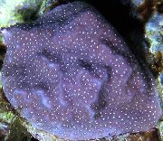 љубичаста Porites Coral  фотографија