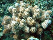 castanho Porites Coral  foto