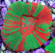 шаролик Tooth Coral, Button Coral (Scolymia) фотографија